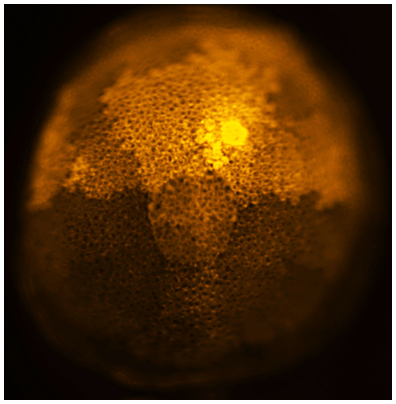 Embryonic development in squid 30 hours post-Dil dye injection, revealing the cleavage patterns of embryonic cells.