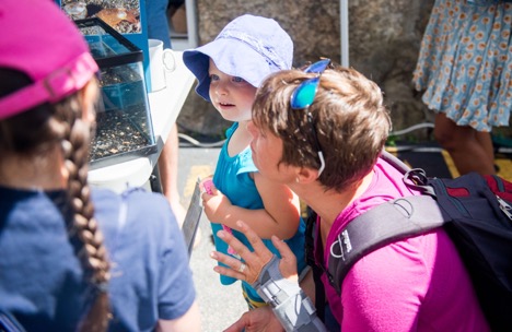 2-year-old Seneca Vannoni-Corsa looks for a well-camouflaged Hawaiian bobtail squid at the MBL Cephalopod Initiative’s table.