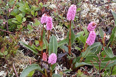 Ecologists have discovered that arctic tundra plants take up much more nitrate than previously thought. Some species, such as the pink flowering plant Polygonum bistorta, take up even more nitrate than plants in low latitude, high-nitrate environments. Credit: Allen Chartier