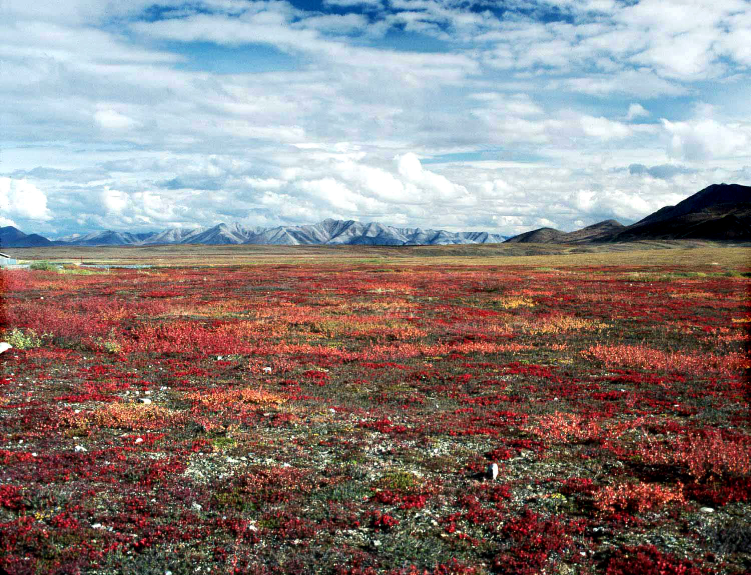 Autumn colors, with the Brooks Range in the background, near the Sagavanirktok River, Alaska. This area is part of the Arctic Long Term Ecological Research (ARC LTER) which is operating only the most essential research during the COVID-19 lockdown. Photo by Jim Laundre, Arctic LTER