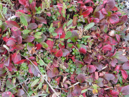 Red foliage on tundra toolik Credit Meera Subramanian 2015-07-28-tram-161