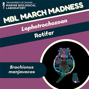 MBL March Madness: Rotifer (brachionus manjovacos)