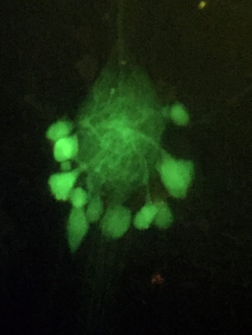 The stomatogastric ganglion, which helps the crab chew and filter food, tagged with green fluorescent proteins. Credit: Adam Northcutt