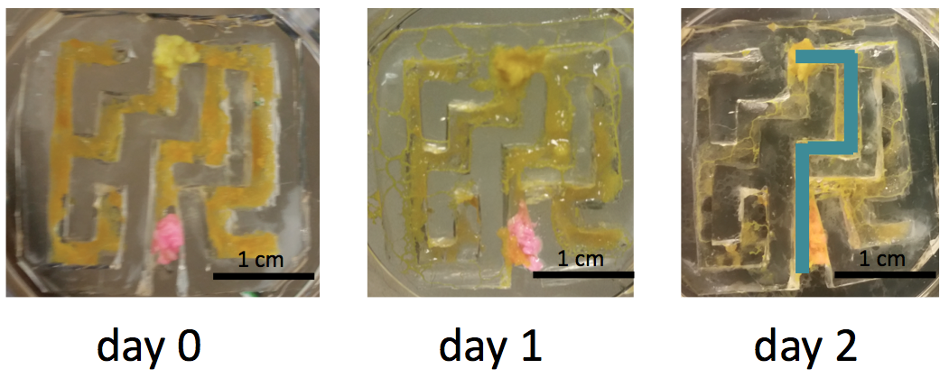 <em>Physarum</em> finds shortest path between two food sources (yellow and pink) in the maze. Image credit: Yang Joon Kim.