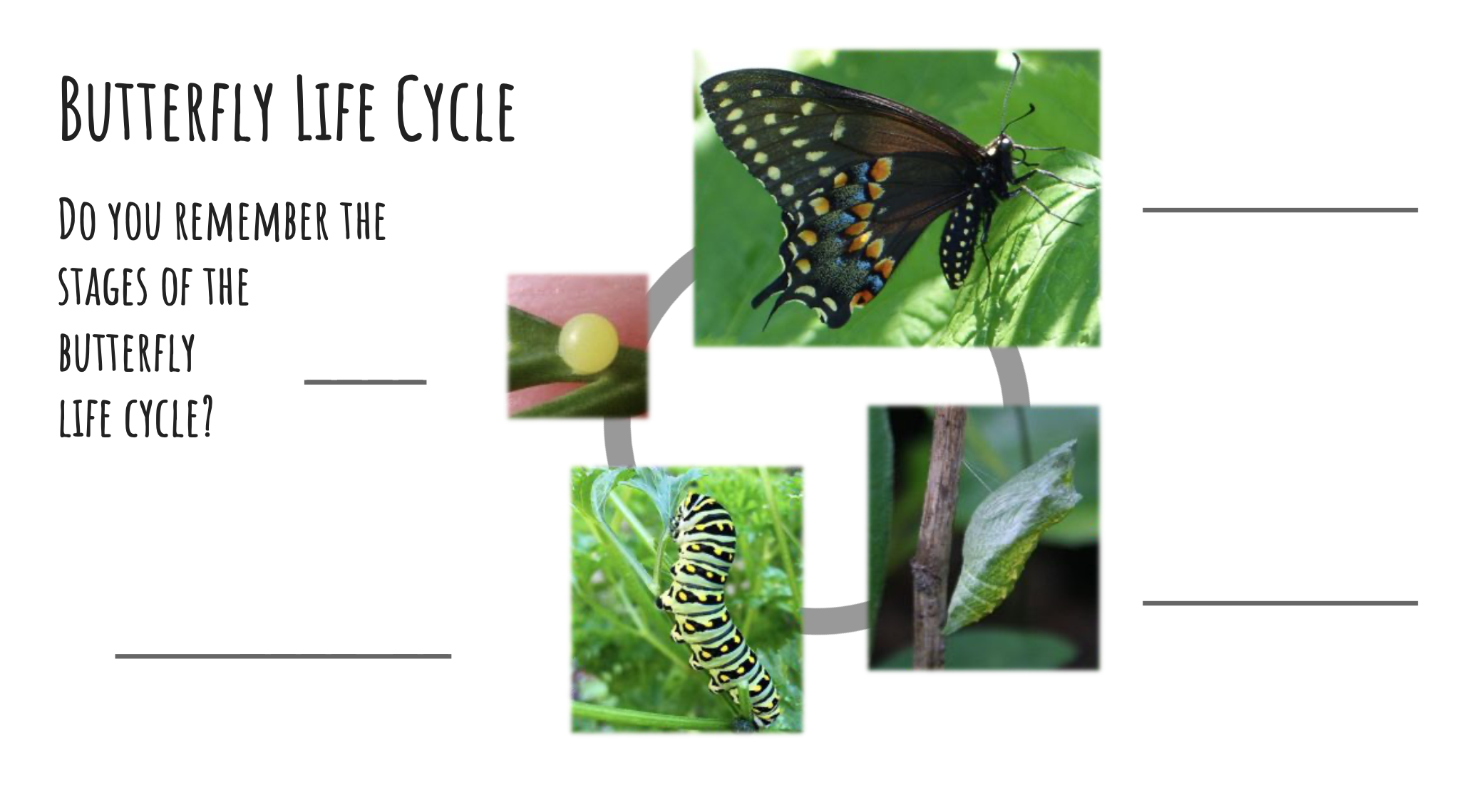 Do you rem ember the stages of the butterfly life cycle?