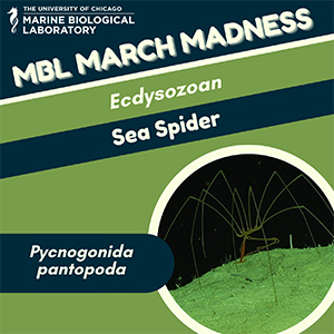 MBL March Madness: Sea Spider (Pycnogonida pantopoda)