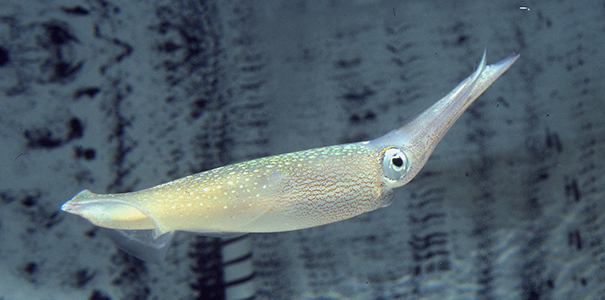 Longfin Squid