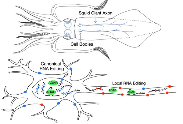 Top, schematic of squid anatomy showing the location of the “giant axon,” an unusually large neural projection that partly controls the squid’s jet propulsion system, used for very fast movement, attacks and escapes. Below, schematic of a neuron, showing the location of the nucleus where all RNA editing was previously thought to occur, and the axon, where local RNA editing was identified in squid. From: Vallecillo-Viejo et al, Nucl. Acids Res., 2020.