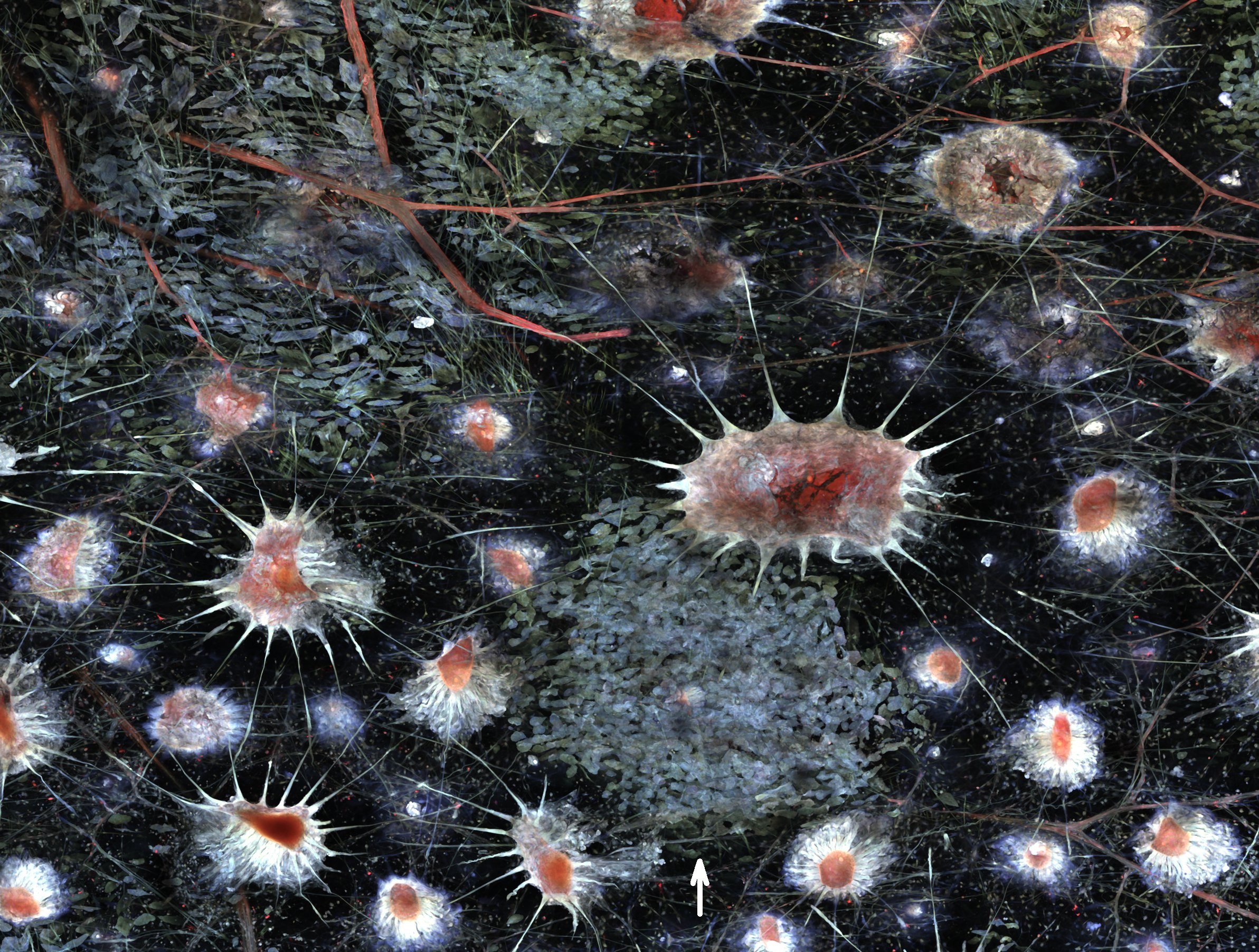 Squid skin