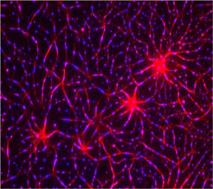 Assembly of a T-cell receptor pathway in vitro using 12 purified components on model membranes. An actin network (red) was induced by LAT clustering (blue). Credit: Xiaolei Su