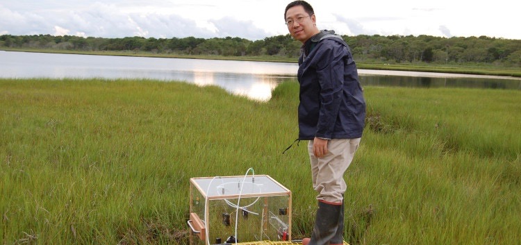 Jianwu Tang measures greenhouse gas emissions from a salt marsh on Cape Cod, Massachusetts in 2013. Credit: Jianwu Tang