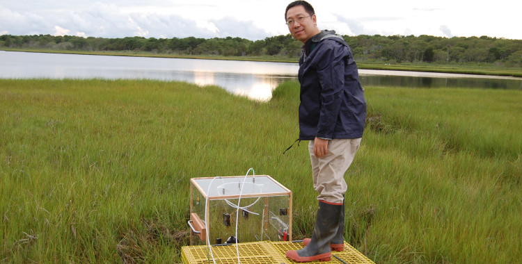 Jianwu Tang measures greenhouse gas emissions from a salt marsh on Cape Cod, Massachusetts in 2013. Photo courtesy of Jianwu Tang