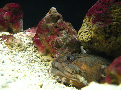 The toadfish (Opsanus tau) is a model organism used by the Highstein lab to study hearing, balance and synaptic transmission. Credit: Wikimedia Commons.
