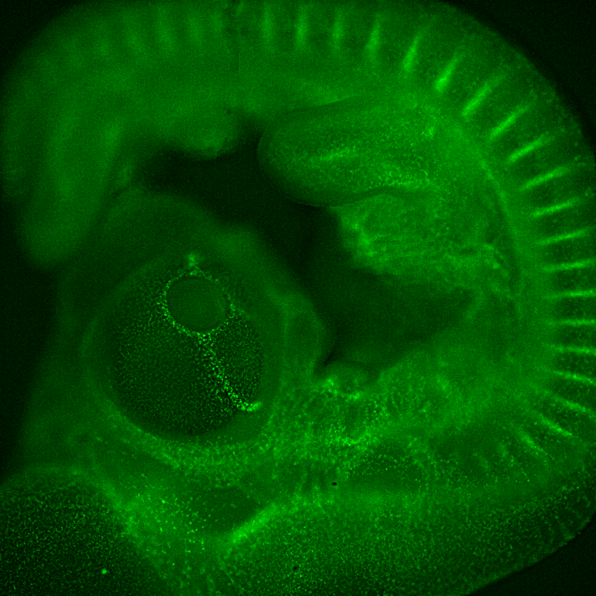 This transgenic quail is from Dr. Peter Lwigale's lab, it is expressing fluorescence (GFP) to target vasculature, which you can see quite well around the eye at this stage. Imaged on a Leica Micro Thunder during 2021 Embryology Course. Credit: Evan Curcio