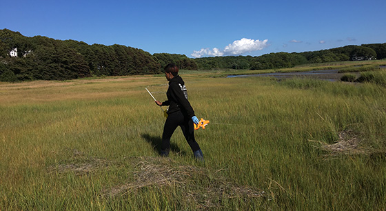 A University of Chicago student conducts field work in Little Sippewissett Marsh for a course at MBL. The WHG report predicts that large expanses of existing wetlands north of Eel Pond will transition to open water by the end of the century. Credit: David Mark Welch
