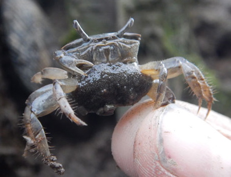 An egg-bearing female fiddler crab, Uca pugnax, at Plum Island, Massachusetts. Credit: A. Buselco-McKim. 