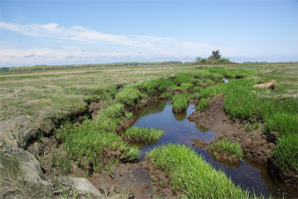 salt marsh at Plum Island Estuary