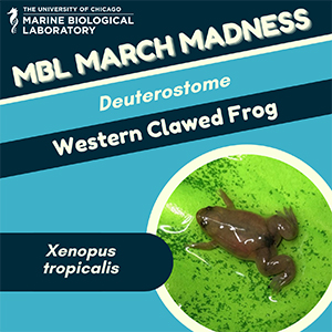 mbl march madness: western clawed frog (xenopus)