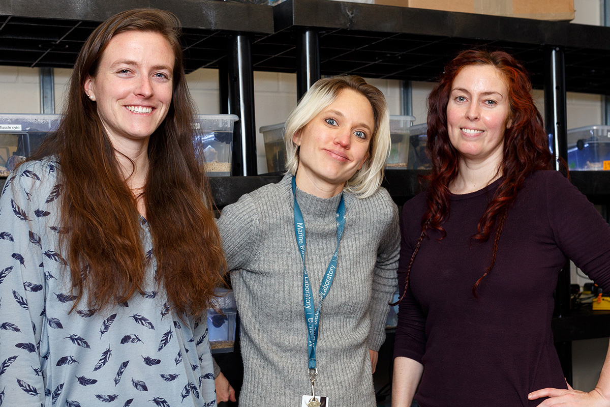 Members of the Patel lab at MBL with Parhyale tanks in Loeb Laboratory. From left are graduate student Jenny McCarthy (studying crustacean development), Senior Lab Manager Erin Jarvis (Hox gene research in Parhyale), and Research Associate Heather Bruce (evolution of insect wings). Not pictured: graduate students Kyle DeMarr (evolutionary origin of insect wing scales) and Aaron Pomerantz (transparency in butterflies). Credit: Dee Sullivan