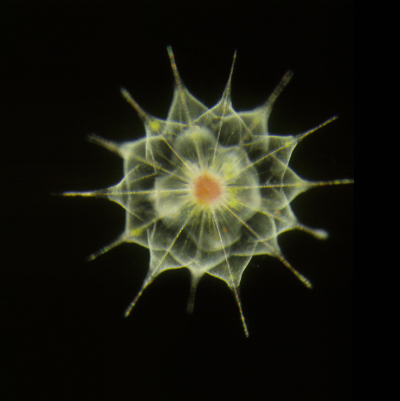 The acantharians are one of the four types of large amoebae that occur in marine open waters. Credit: Linda Amaral Zettler/MBL and micro*scope