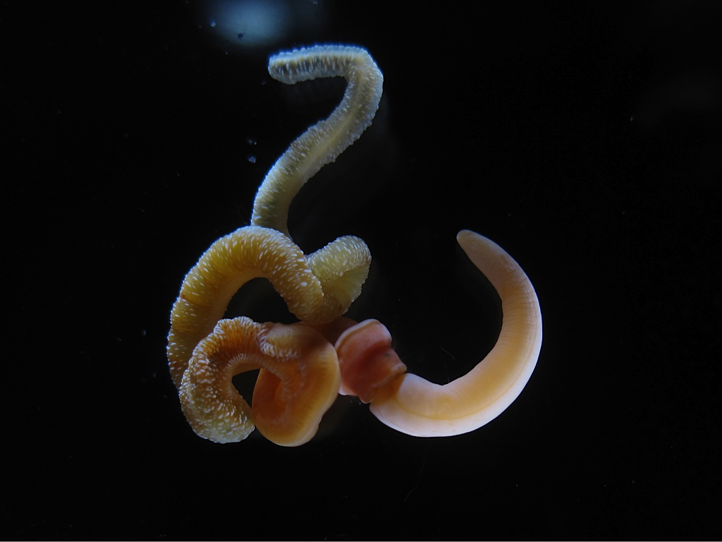 Acorn Worm