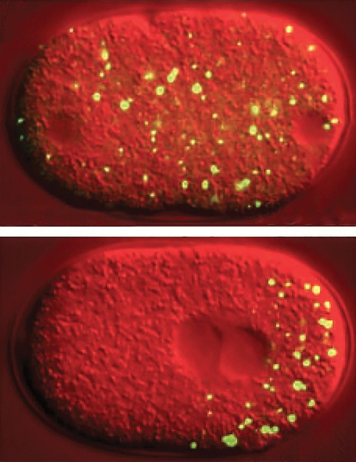 In the single-celled embryo of the roundworm C. elegans (top), clumps of RNA and protein known as P granules cluster on one side of the cell (bottom) to direct the worm's development. 