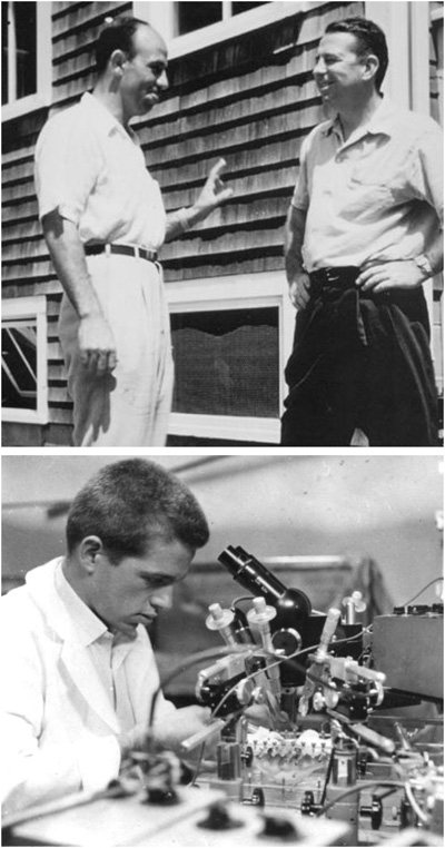 (Fig. 2 from the Neuron paper): Top: Former Grass Fellow Ricardo Miledi (left) with Albert Grass (right) at the MBL in 1955. The Grass fellowship was transformative for Miledi, seeding his interest in the role of Ca2+ in synaptic transmission. In collaboration with Bernard Katz and Paul Fatt, Miledi later provided major contributions to our understanding of mechanisms of transmitter release and pioneered the use of frog oocytes to study native receptors and express exogenous messenger RNA. Bottom: Grass Fellow Michael V.L. Bennett in 1958, recording from supramedullary cells in a puffer fish. Bennett’s investigations while a Grass fellow led to one of the first demonstrations of electrical coupling between vertebrate neurons. He later contributed to the detailed characterization of this modality of synaptic transmission, which is mediated by membrane specializations known as gap junctions. Michael Bennett’s seminal observations defined this field of research.