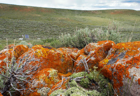 Field experiments were conducted in a remote area near Utah’s Bear Lake where the ecosystem’s productivity is limited by both water and nitrogen availability. Photo: Zoe Cardon