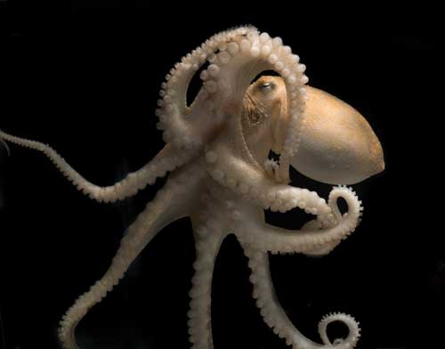 California two-spot octopus (Octopus bimaculoides) with one if its namesake blue eye spots visible below its eye. Credit: Tom Kleindinst/MBL