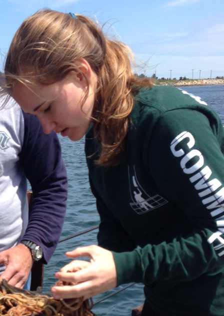 Aboard the Gemma, Grace Anderson collects starfish (Asterias forbesi) using a dredge mop