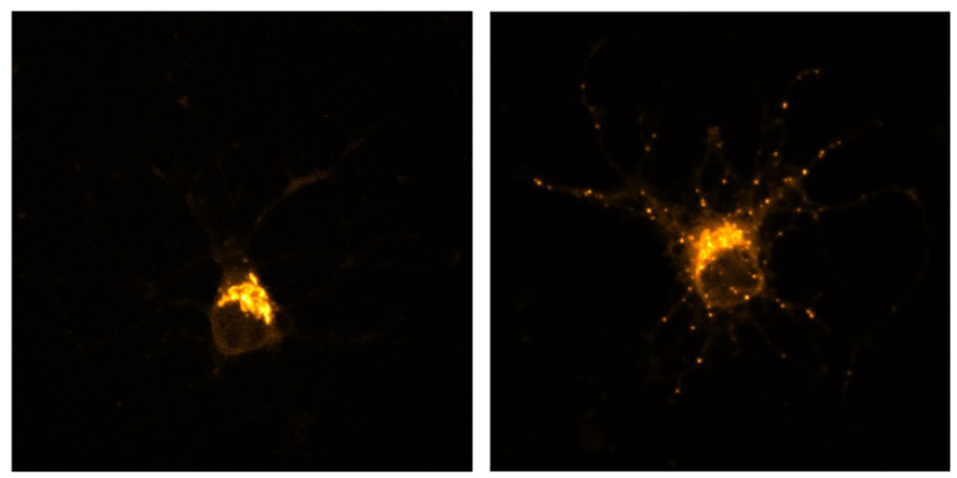 Cultured rat CNS neurons treated with nicotine (right panel) vs. untreated neurons (left panel) expressing fluorescently tagged sialyltransferase3 (St3), a marker for Golgi satellites and the Golgi apparatus. The larger structure in the soma is the Golgi apparatus and the smaller puncta are Golgi satellites. Nicotine exposure increases Golgi satellite number throughout the soma and neuronal processes only for neurons expressing the α4β2-type of nicotinic receptors. In the absence of nicotinic receptors, increases in synaptic activity result in similar increases in Golgi satellite number (see Govind et al., 2021). Credit: Okunola Jeyifous