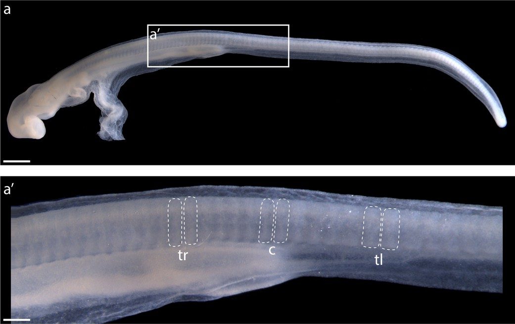 Segmental organization of paraxial mesoderm and the vertebral skeleton in the skate.