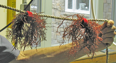 red seaweed Gracilaria tikvahiae