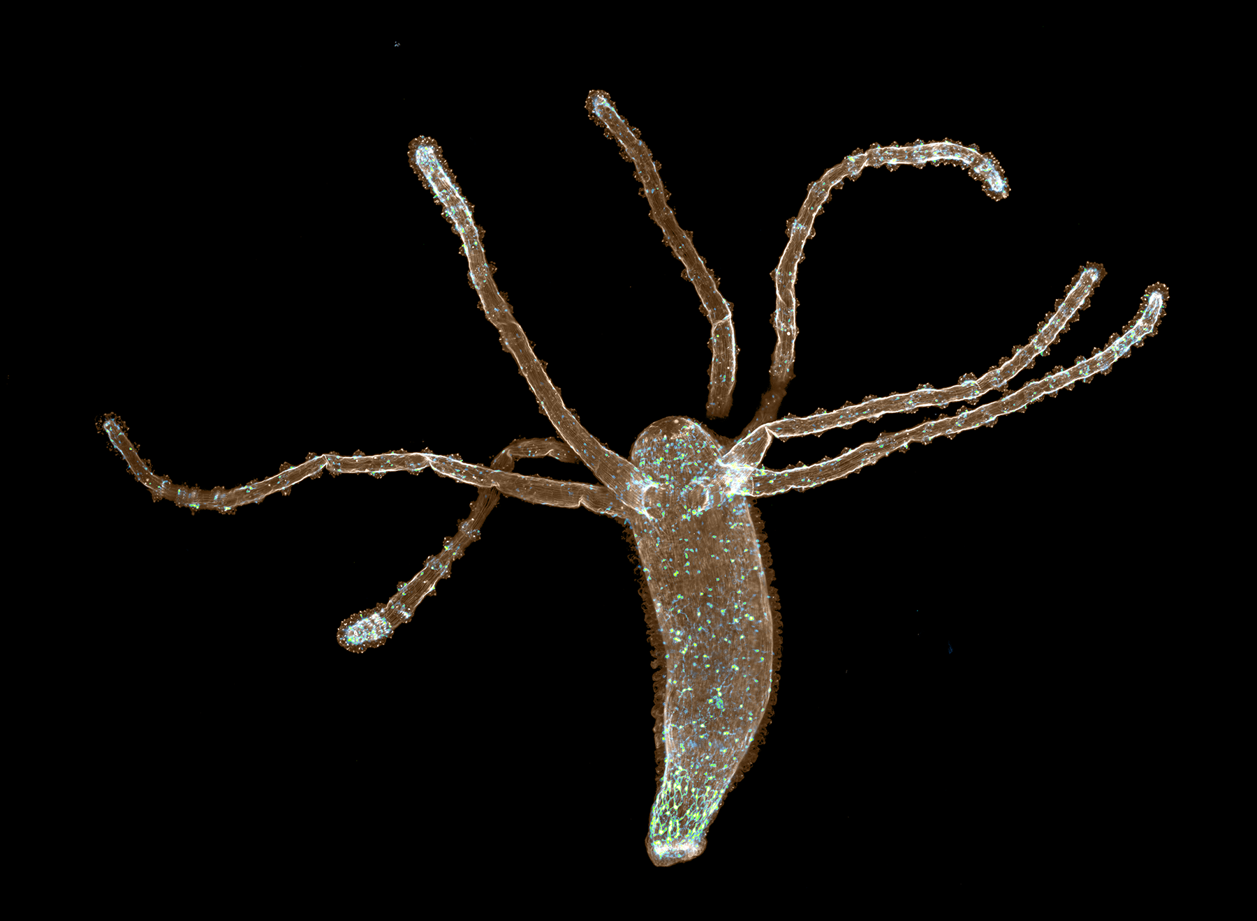 Hydra are freshwater organisms, only a few millimeters in length. Here, muscle fibers are in sepia and the nerve net is in blue/green. Credit: John Szymanski, Current Biology