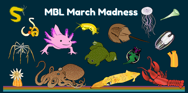 MBL March Madness is here! | Marine Biological Laboratory