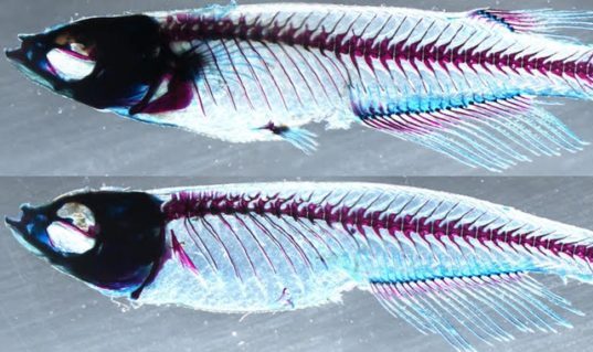 A medaka fish with normal dorsal and paired pectoral/pelvic fins. Bottom: When the ZRS and sZRS enhancers are knocked out, the fins do not develop normally. 