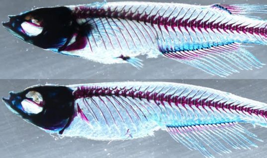 A medaka fish with normal dorsal and paired pectoral/pelvic fins. Bottom: When the ZRS and sZRS enhancers are knocked out, the fins do not develop normally.
