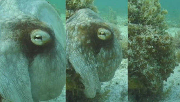Now you see him, now you don't: An octopus camouflages itself in the blink of an eye.Credit: Roger Hanlon