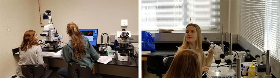 Left: Jenny McCarthy of the Patel Lab and Gabrielle Spontak of Glenbard East look at stained fly embryos under the Zeiss AxioZoom V16 microscope. Right: Megan High of Glenbard East mounts fly embryos under a dissecting microscope. Photos by Glenbard East chaperone Marisa Abrams.