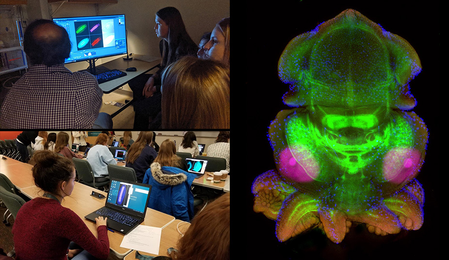 Top left: Students take images of their antibody stains on the confocal microscope with Nipam Patel. Bottom left: Students analyze and process their images in ImageJ. Photos taken by Glenbard East chaperone Marisa Abrams. Right: Squid embryo confocal image taken by Tia Hsieh (Hockaday), imaged on a Zeiss LSM 880 and processed using ImageJ.