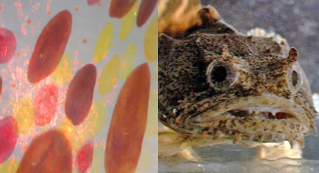 pspb_collage_feature