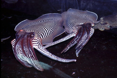 Two cuttlefish touch torsos. Credit: Roger Hanlon
