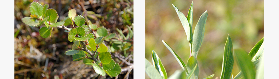 Woody shrubs, such as birch (Betula nana, left) and willow (Salix pulchra, right), may eventually dominate the arctic tundra as the climate warms. Credit: Chris Neill