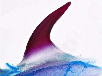 a single dermal denticle (tooth-like scale) from a skate hatchling. The mineralised denticle is stained red, and the underlying cartilage is stained blue. Credit: Andrew Gillis. 