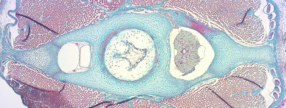 Cross-section of a little skate (Leucoraja erinacea) vertebra showing the spinal cord, blood vessels, and vertebral cartilage. Credit: Katharine Criswell