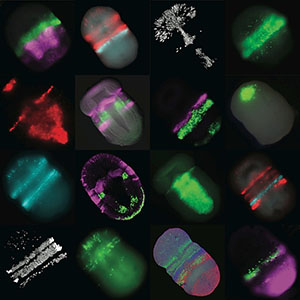 Gene activity in the acorn worm embryo. Credit: Ariel Pani