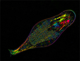 Bdelloid rotifer Adineta vaga, birefringence image, polarized light microscope. Credit: M. Shribak and I. Arkhipova, MBL