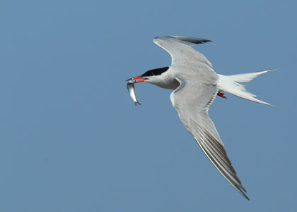 A common tern at Ram Island, Mass. Photo by Craig Gibson