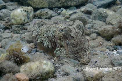 A cuttlefish (Sepia officinalis) camouflages on the ocean floor. Credit: Roger Hanlon