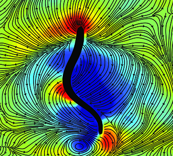 Snapshot of a lamprey (black outline) swimming in a water tank at the MBL. Colors indicate low-pressure suction forces (blue) and high-pressure pushing forces (red) generated by the animal as it swims. Black lines and arrows indicate water flow directions around the animal. Credit: John O. Dabiri 
